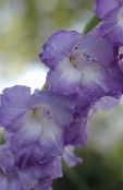 Flores de jardín Gladiolo, Gladiolus azul claro
