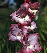 les fleurs du jardin Glaïeul, Gladiolus vineux