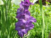 Flores de jardín Gladiolo, Gladiolus púrpura