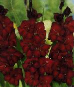 Ogrodowe Kwiaty Mieczyk (Gladiolus) jak wino
