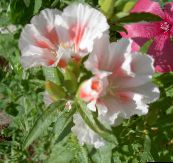Tuin Bloemen Atlasflower, Afscheid-To-Lente, Godetia wit