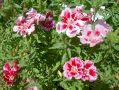 Atlasflower, Abschied Zu Frühling, Godetia (rosa)