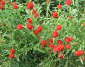 les fleurs du jardin Amarante Globe, Gomphrena globosa rouge