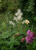 Kæmpe Fleeceflower, Hvid Fleece Blomst, Hvid Dragen