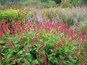 Flores do Jardim Montanha Fleece, Polygonum amplexicaule, Persicaria amplexicaulis vermelho