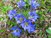 I fiori da giardino Genziana, Genziana Salice, Gentiana azzurro