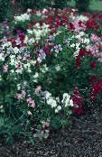Ogrodowe Kwiaty Groszek, Lathyrus odoratus biały