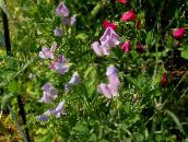 les fleurs du jardin Pois De Senteur, Lathyrus odoratus lilas