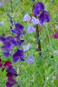 les fleurs du jardin Pois De Senteur, Lathyrus odoratus pourpre