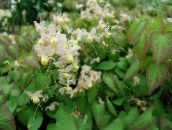 les fleurs du jardin Epimedium Longspur, Barrenwort blanc