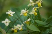 Sparv Epimedium, Barrenwort (gul)