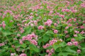Λουλούδια κήπου Φαγόπυρο, Fagopyrum esculentum ροζ
