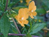 Sodo Gėlės Dažna Monkeyflower, Mimulus aurantiacus oranžinis