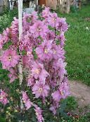 Tuin Bloemen Delphinium roze