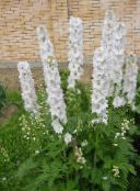 Zahradní květiny Delphinium bílá