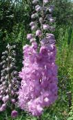 Gartenblumen Rittersporn, Delphinium flieder