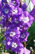 Trädgårdsblommor Riddarsporre, Delphinium violett