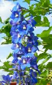 les fleurs du jardin Delphinium bleu