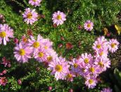 Λουλούδια κήπου Δενδράνθεμα, Dendranthema ροζ