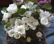Flores de jardín Twinleaf, Jeffersonia dubia blanco