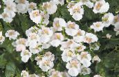 les fleurs du jardin Diascia, Twinspur blanc