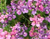 Záhradné kvety Diascia, Twinspur orgován