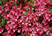 Flores do Jardim Diascia, Twinspur vermelho