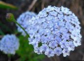 Trädgårdsblommor Blå Spets Blomma, Rottnest Island Daisy, Didiscus ljusblå