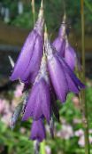 Ängel Metspö, Fe Trollspö, Wandflower (violett)