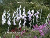 les fleurs du jardin Canne À Pêche, Fée Baguette, Wandflower Angel, Dierama blanc
