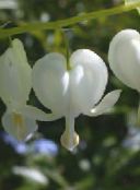 Bahçe çiçekleri Kalp, Dicentra Kanama, Dicentra spectabilis beyaz