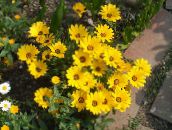 Cape Marigold, African Daisy (yellow)