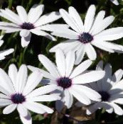 Have Blomster Cape Morgenfrue, African Daisy, Dimorphotheca hvid