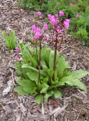Shooting star, American Cowslip, Indian Chief, Rooster Heads, Pink Flamingo Plant (pink)