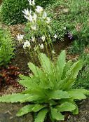 Ogrodowe Kwiaty Dodekateon (Dryakvennik), Dodecatheon biały
