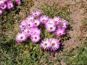 Ogrodowe Kwiaty Doroteantus (Mesembryanthemum Margaritotsvetkovy), Dorotheanthus (Mesembryanthemum) różowy