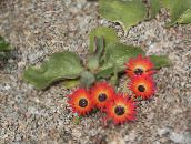 Flores de jardín Livingstone Daisy, Dorotheanthus (Mesembryanthemum) rojo