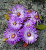 Flores do Jardim Livingstone Daisy, Dorotheanthus (Mesembryanthemum) lilás