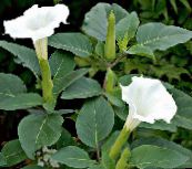 Ogrodowe Kwiaty Bieluń, Datura metel biały