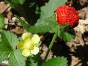 Indian Strawberry, Mock Strawberry (yellow)