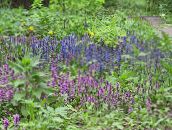 Flores do Jardim Cornetim, Bugleweed, Ajuga luz azul