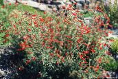 Narrowleaf Californie Fuchsia, Fuchsia Chenue, Colibri Trompette