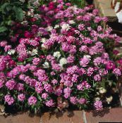 Have Blomster Candytuft, Iberis pink