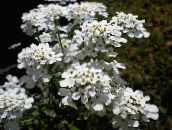 Flores de jardín Candytuft, Iberis blanco