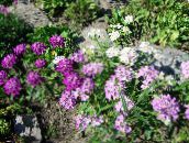 Flores de jardín Candytuft, Iberis lila