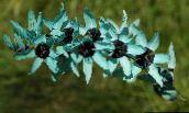 I fiori da giardino Vischio, Ixia azzurro