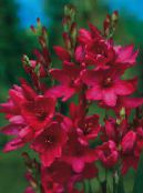 Záhradné kvety Ixia červená