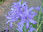 Flores de jardín Lirio De La Altai, Lirio De Montaña De Lavanda, Lirio Siberiano, El Cielo Azul De Montaña Lirio, Lirio De Sarro, Ixiolirion azul claro
