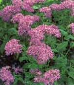 Garden Flowers Sweet-William Catchfly, None-So-Pretty, Rose of Heaven, Silene armeria, Silene coeli-rosa pink