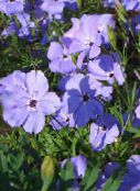 Garden Flowers Sweet-William Catchfly, None-So-Pretty, Rose of Heaven, Silene armeria, Silene coeli-rosa lilac